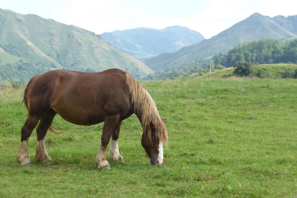 Gite Individuel Au Pays Basque A 1,5Km De St-Jean-Pied-De-Port Saint-Jean-Pied-de-Port Luaran gambar